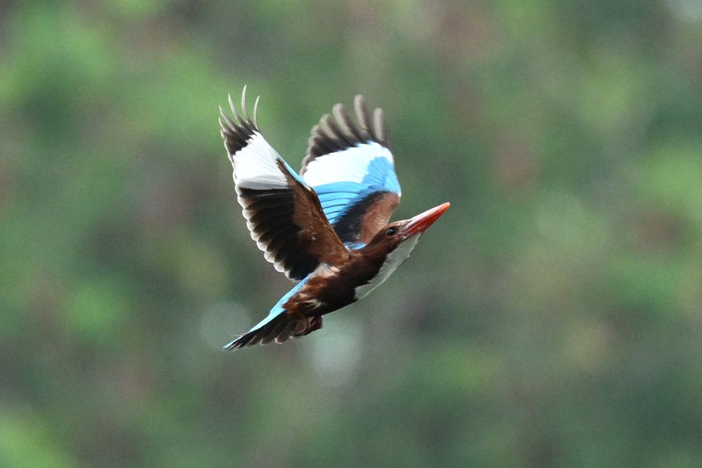 White throated king fisher flight