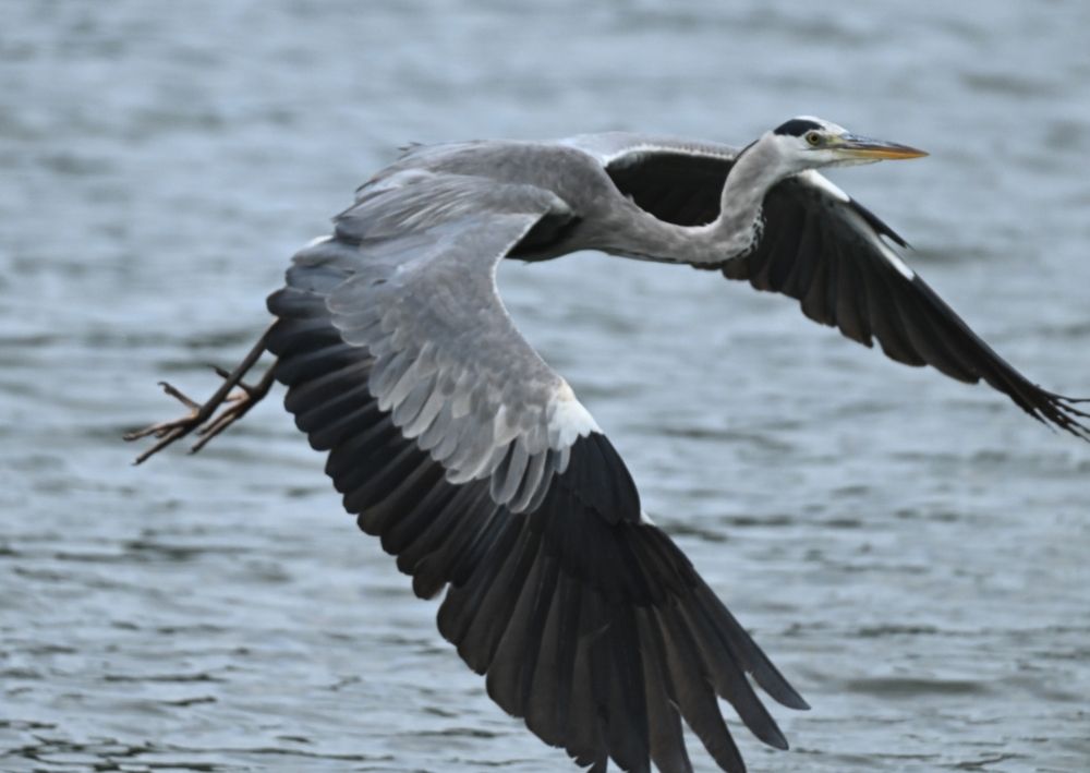 Grey heron flight