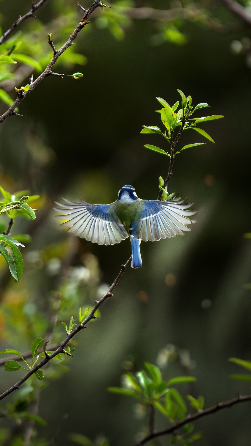 Eurasian Blue Tit Spread Wings