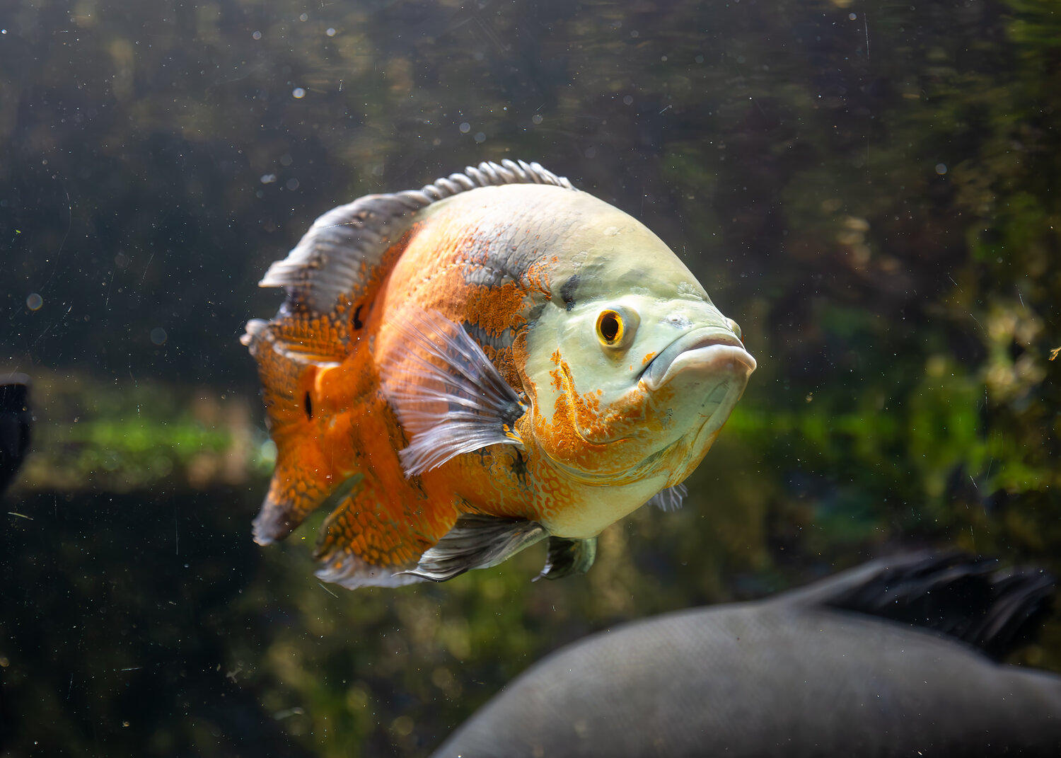 Photo #13754311