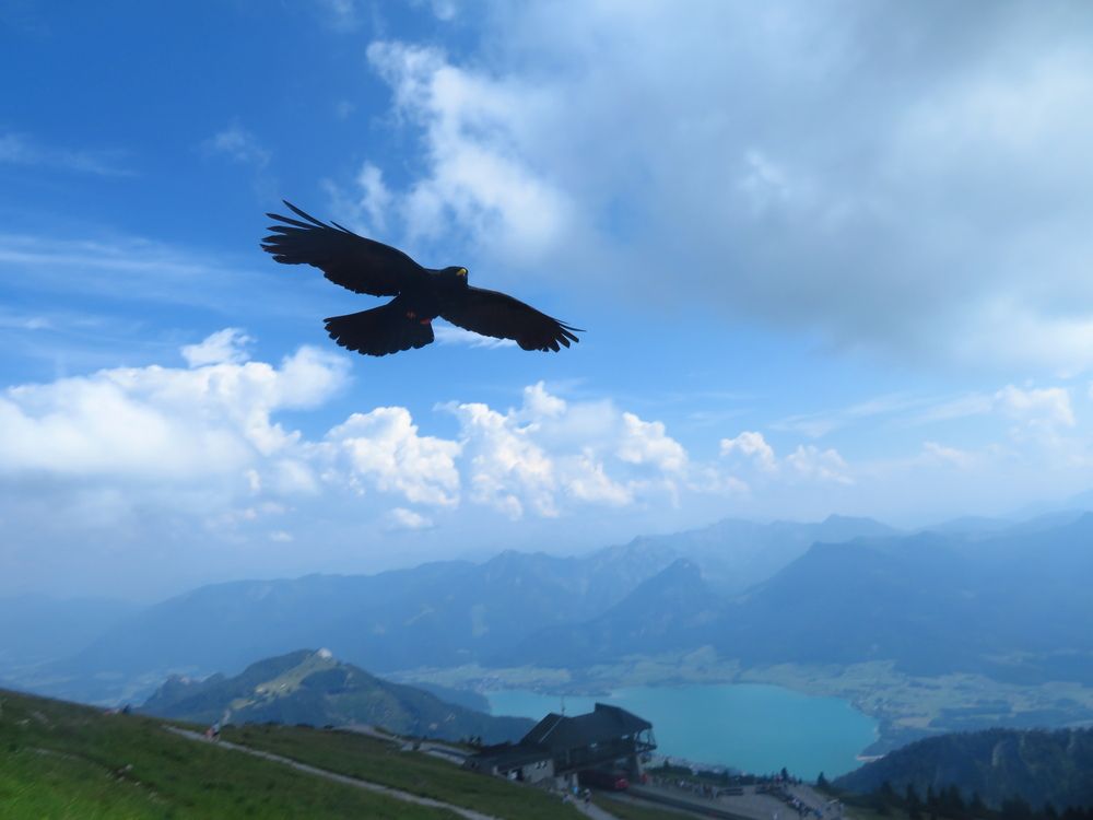 Alpine Chough Flying Over Schafberg Mountain with Lake Wolfgangsee