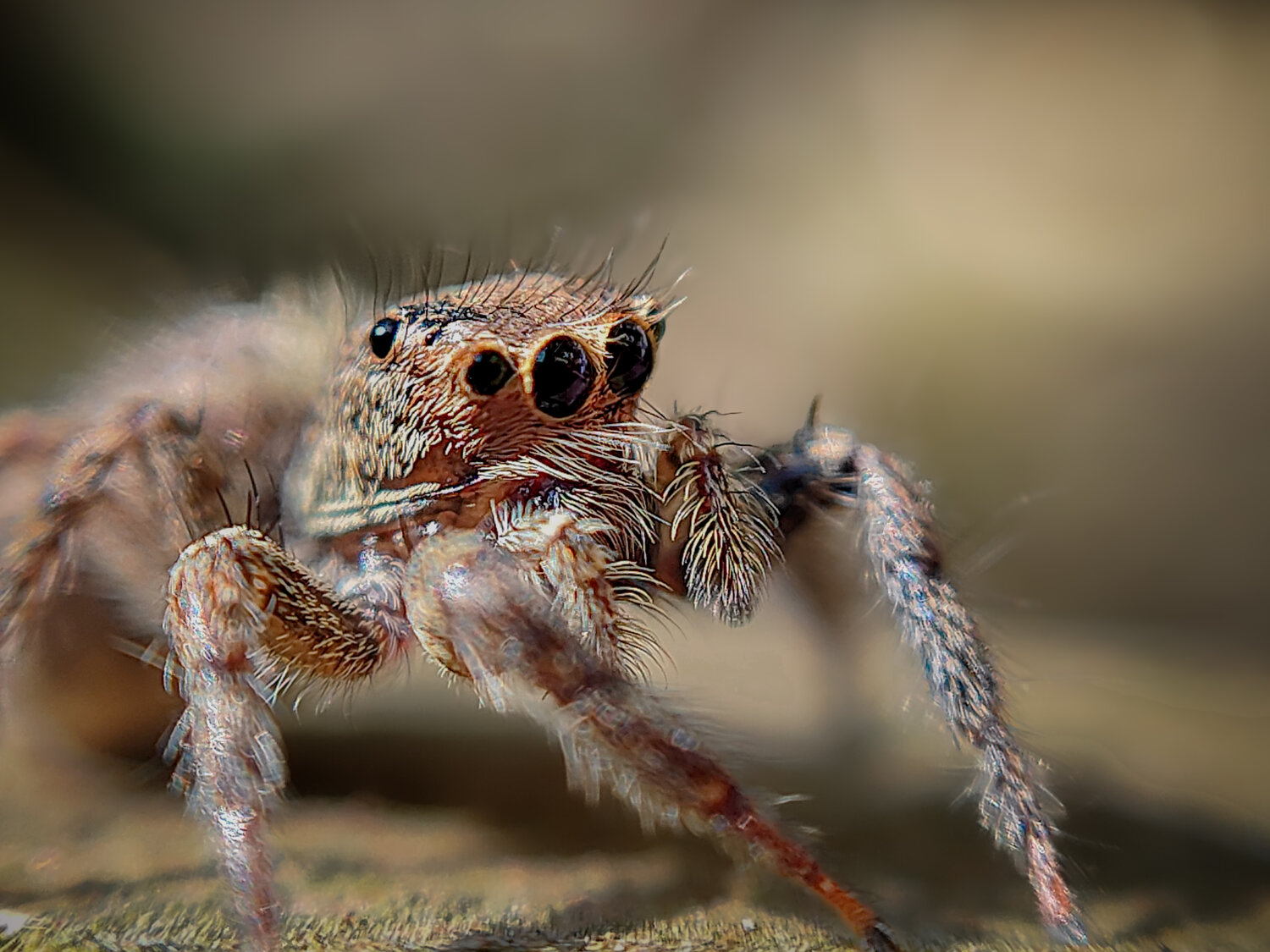 Jumping spider