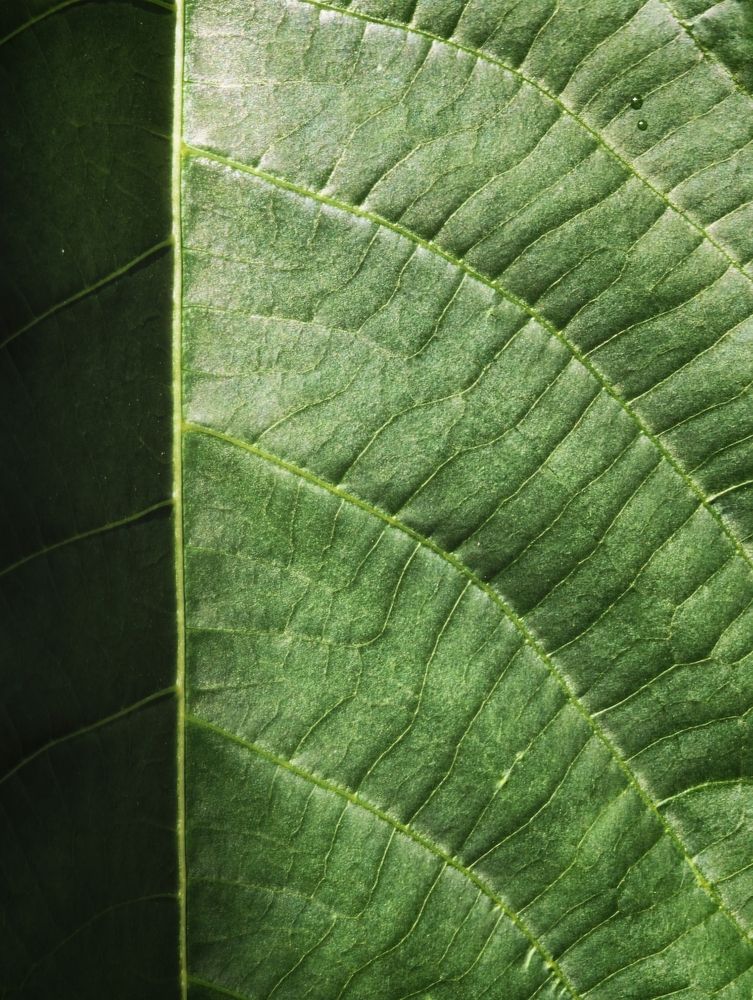 Green Topography