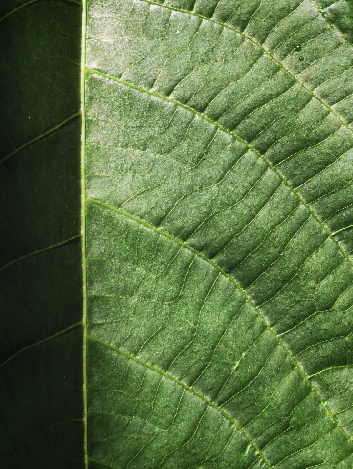Green Topography