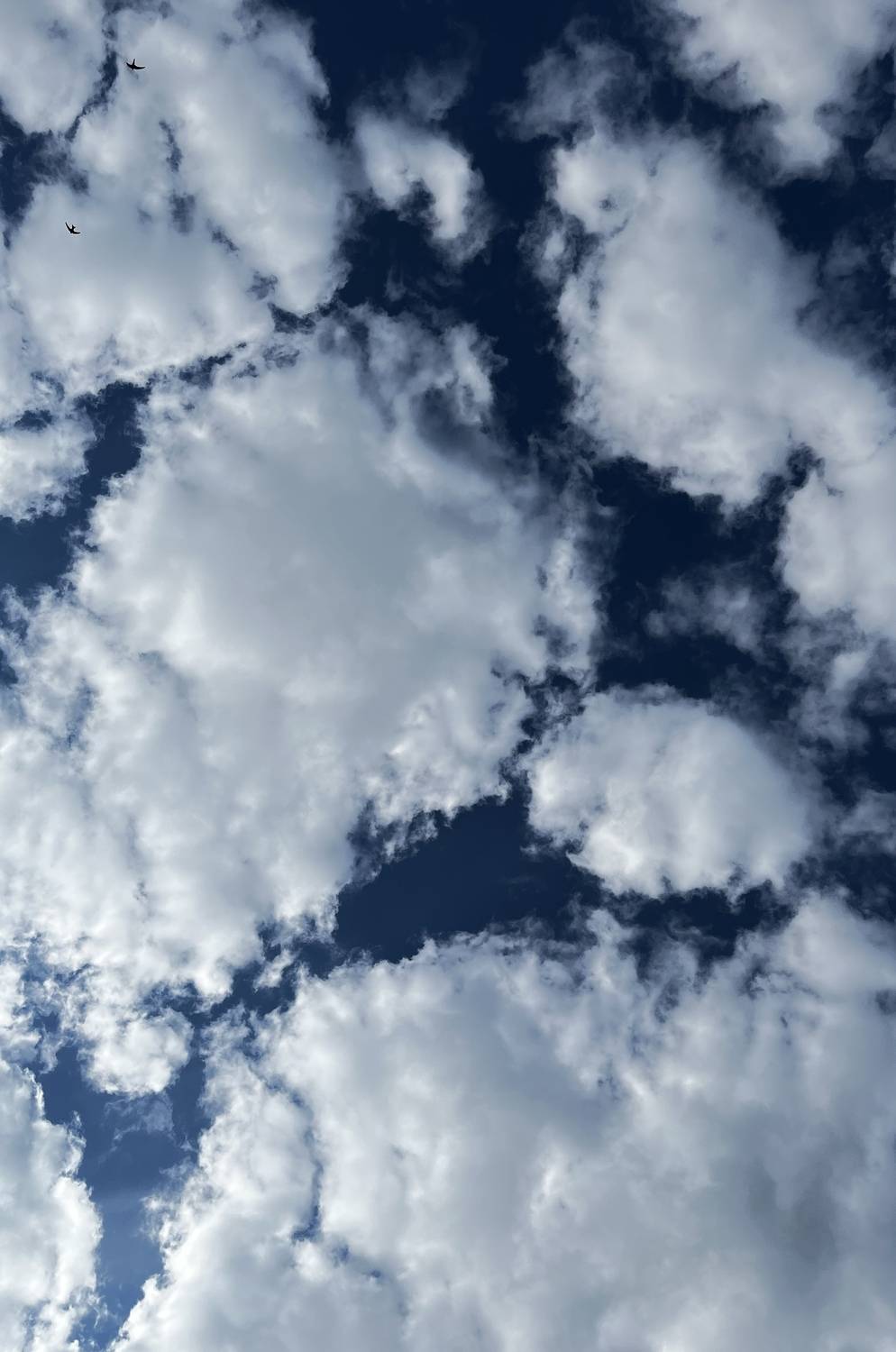 Photo #13755827