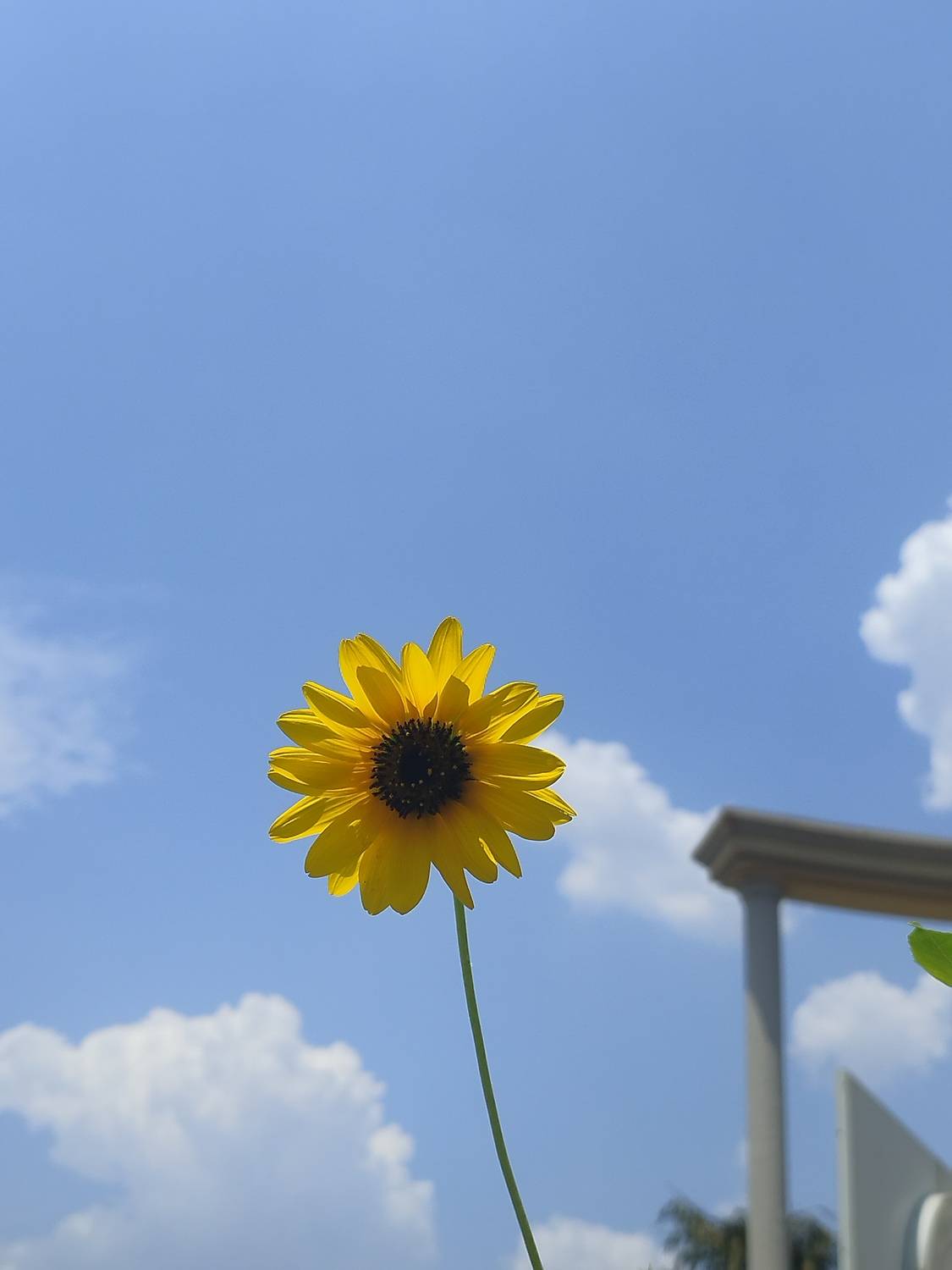 Sunflower in Sunlight
