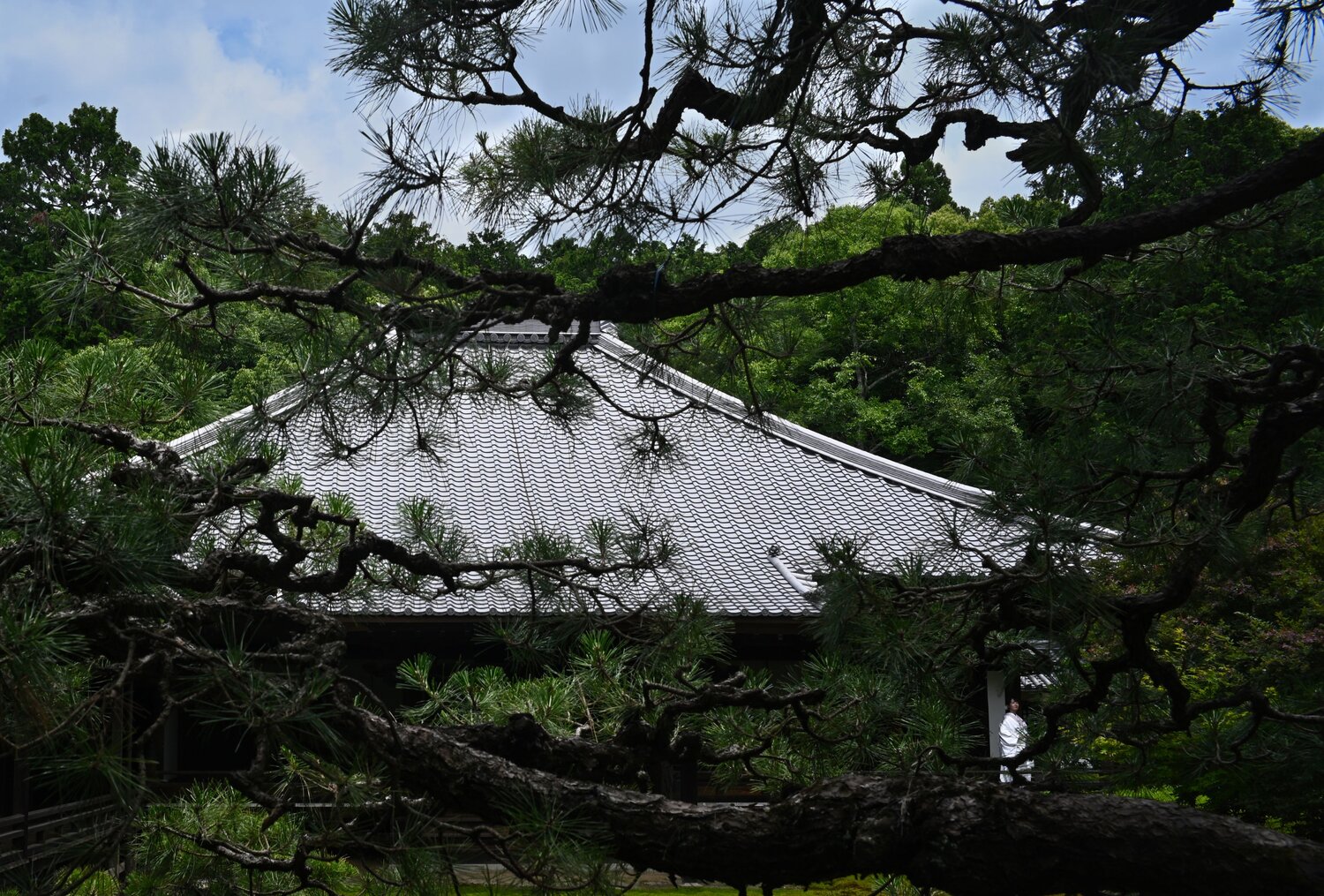 A Glimpse of White　