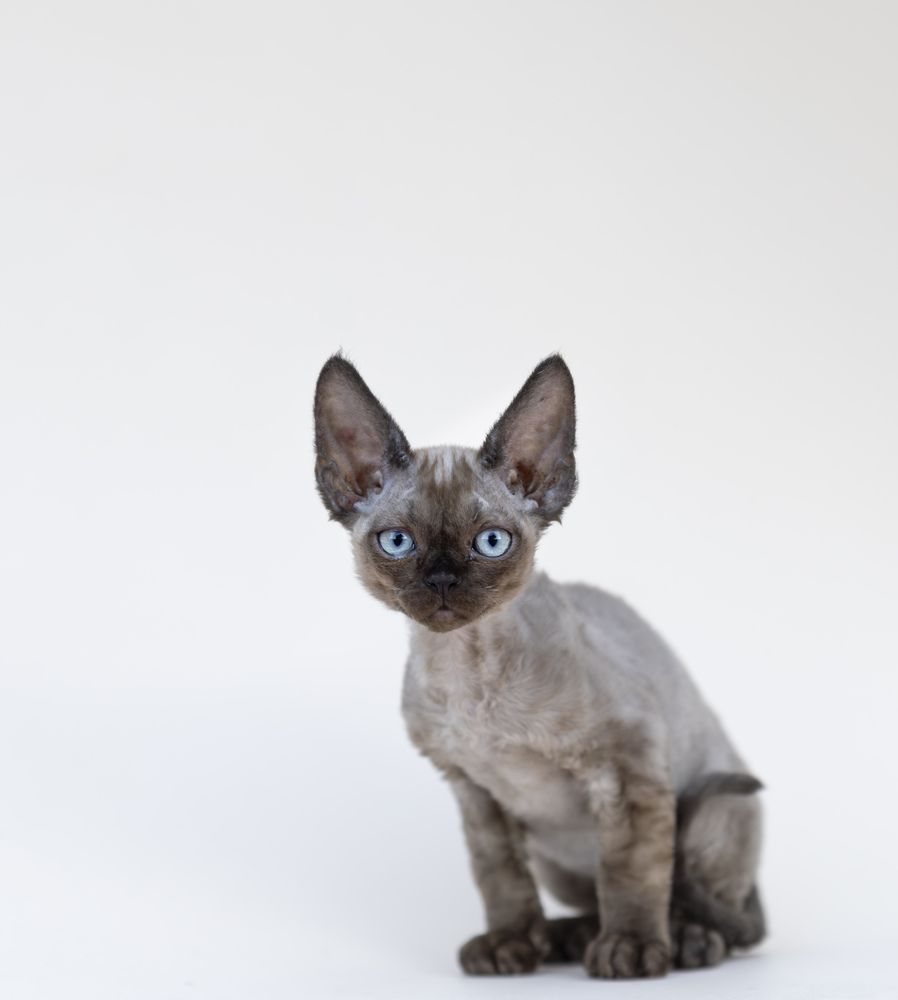 Photo #13756905