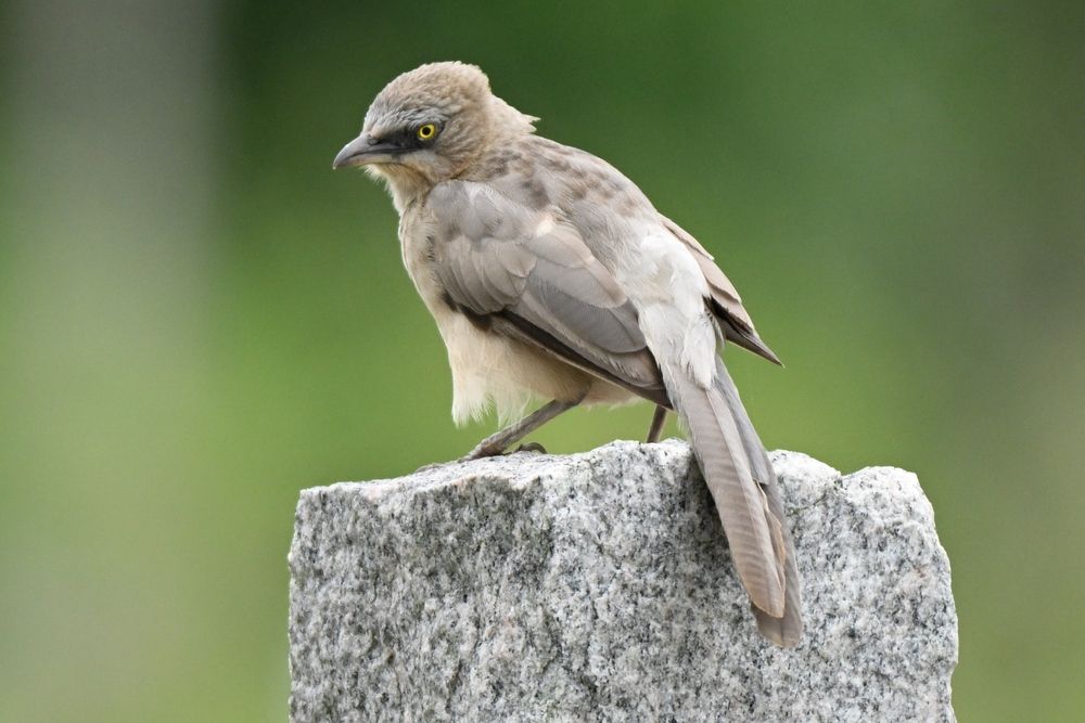 Large grey babbler