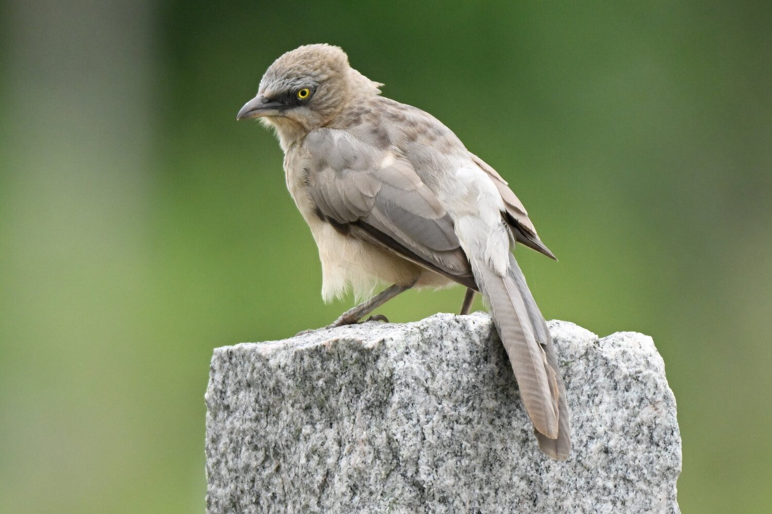 Large grey babbler