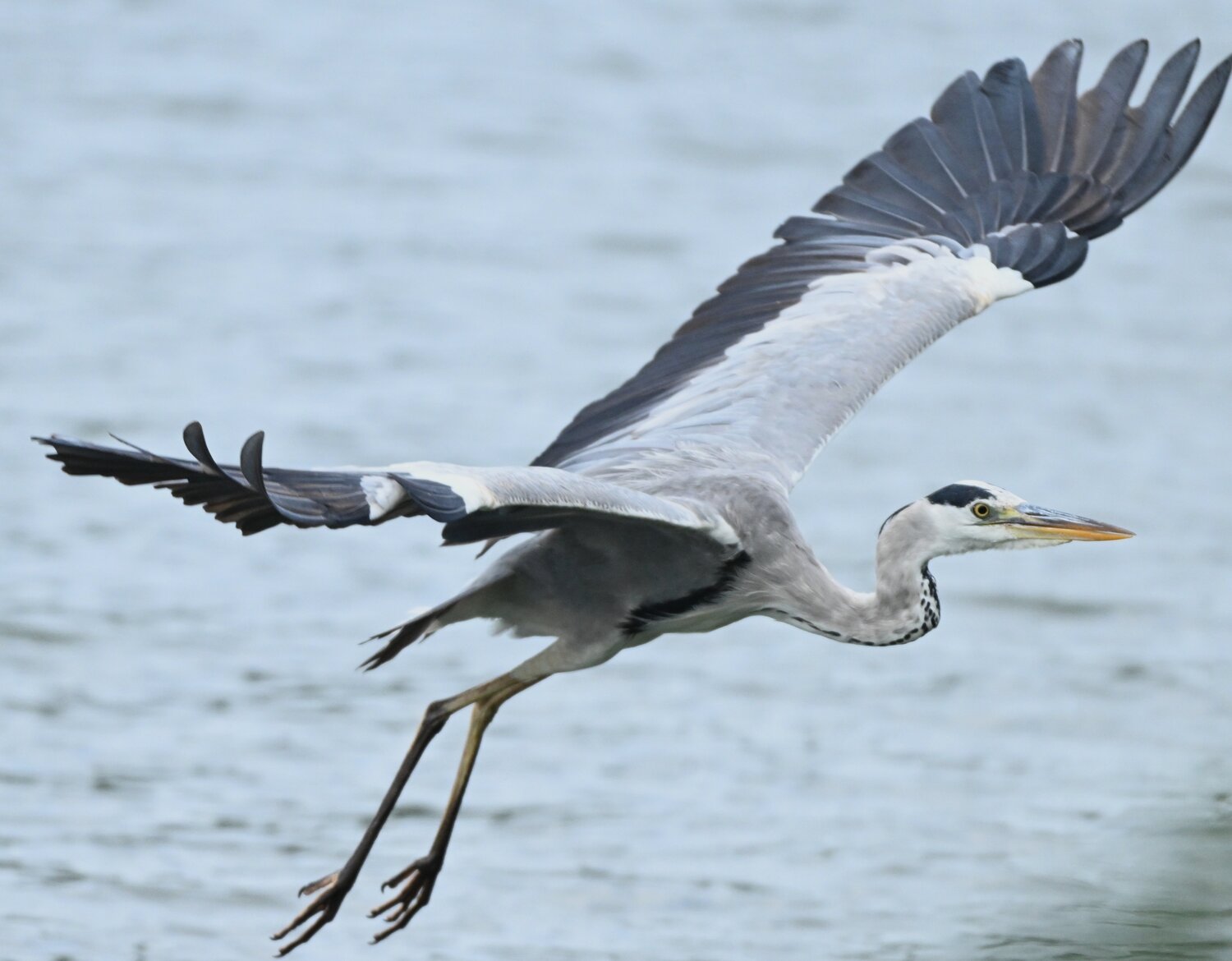 Grey heron flight
