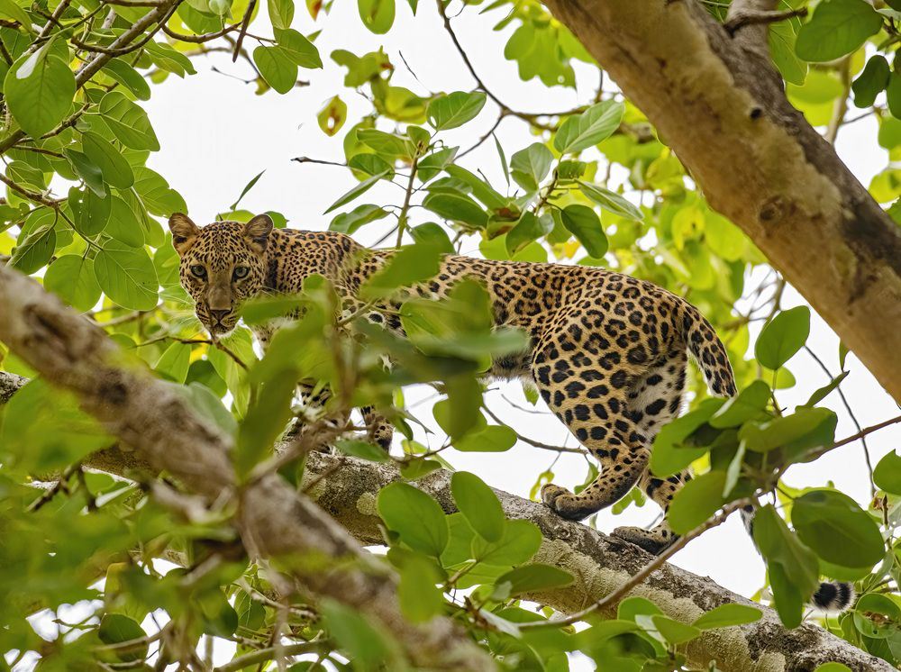 Leopard look