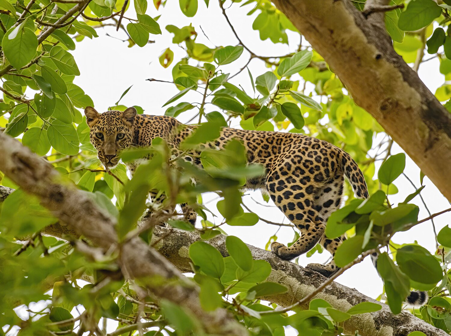 Leopard look