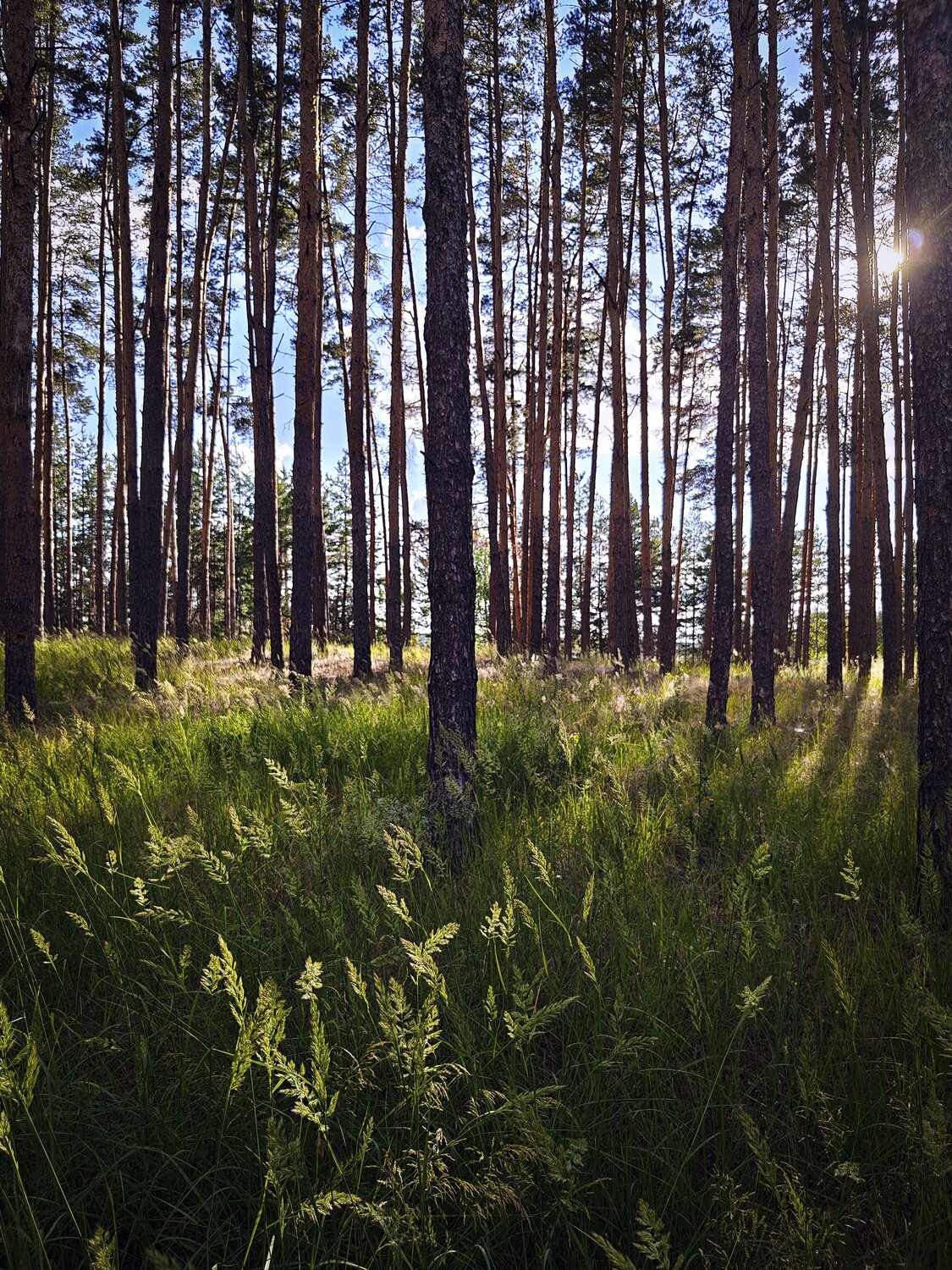 Два леса