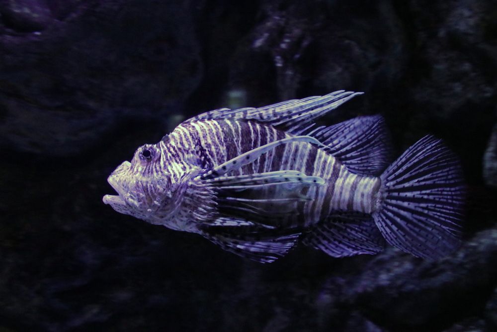 Photo #13757861
