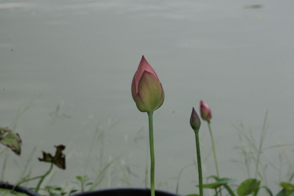 Photograph by Malay Swarnakar