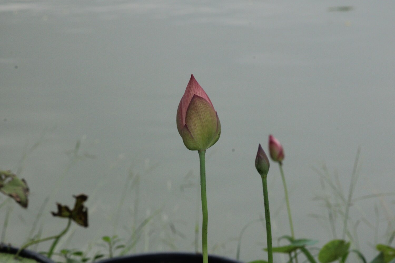 Photo #13758655