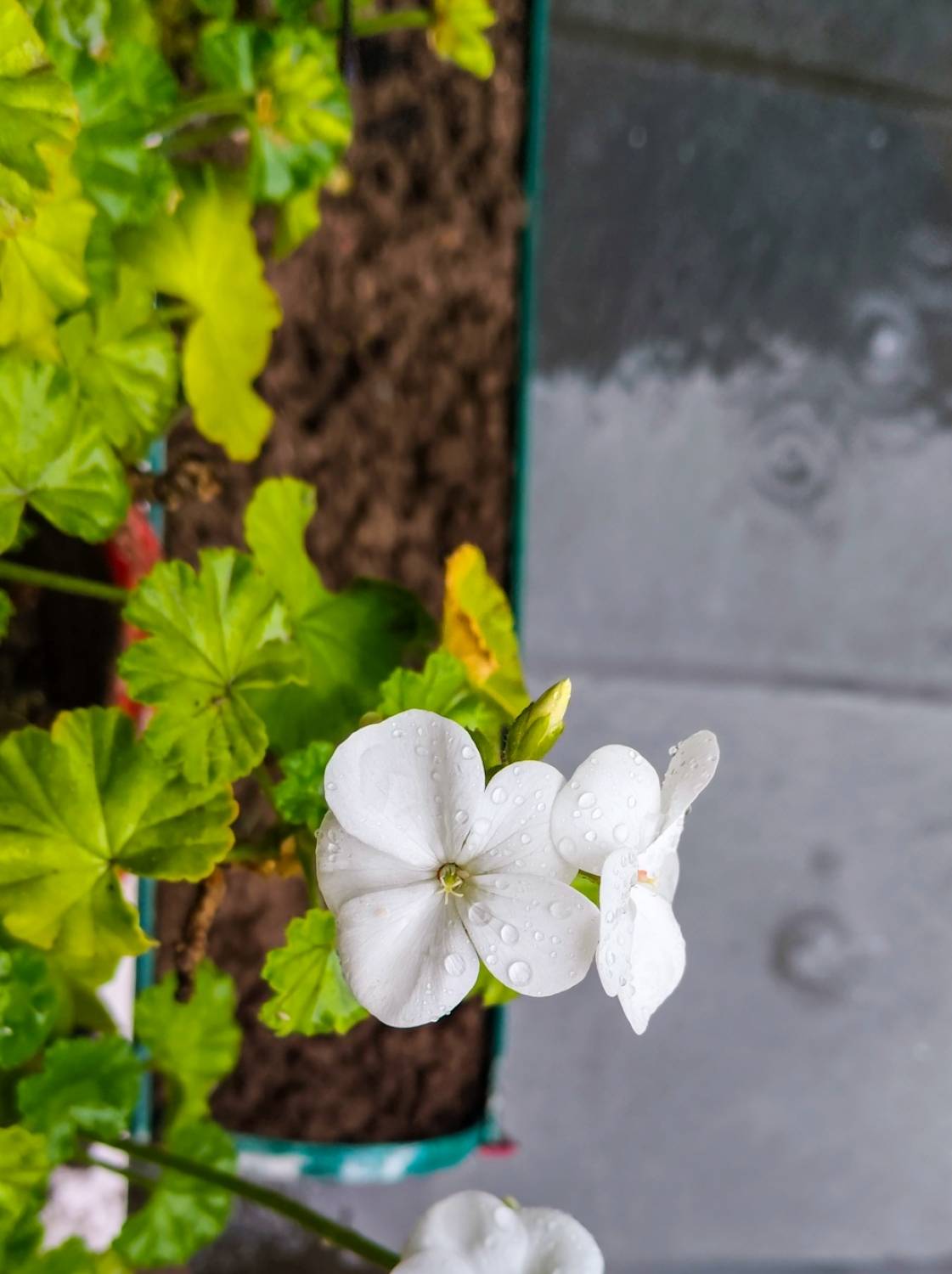 Drenched in Rain