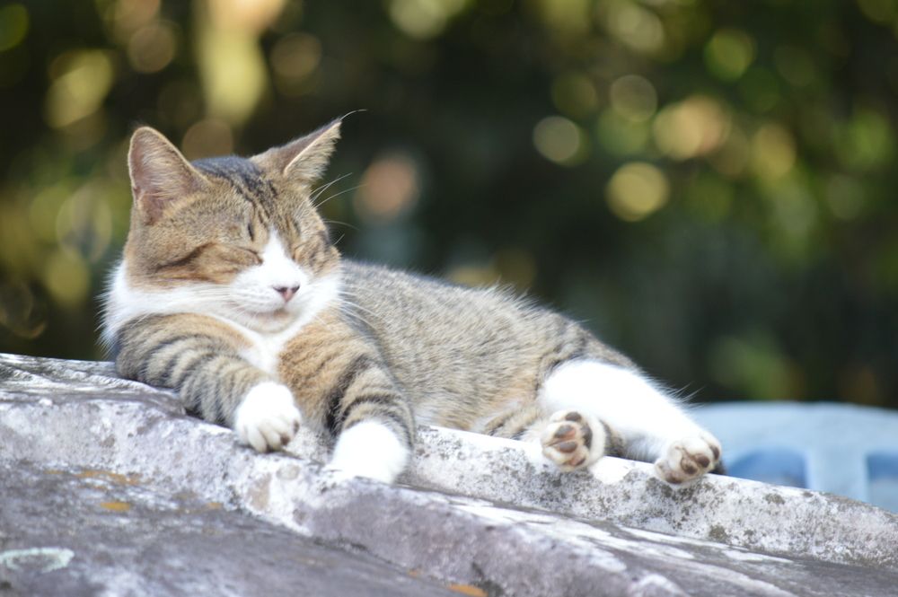 Soneca felina