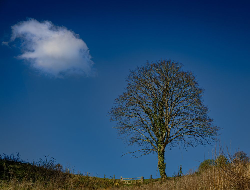 Lonely as a cloud.
