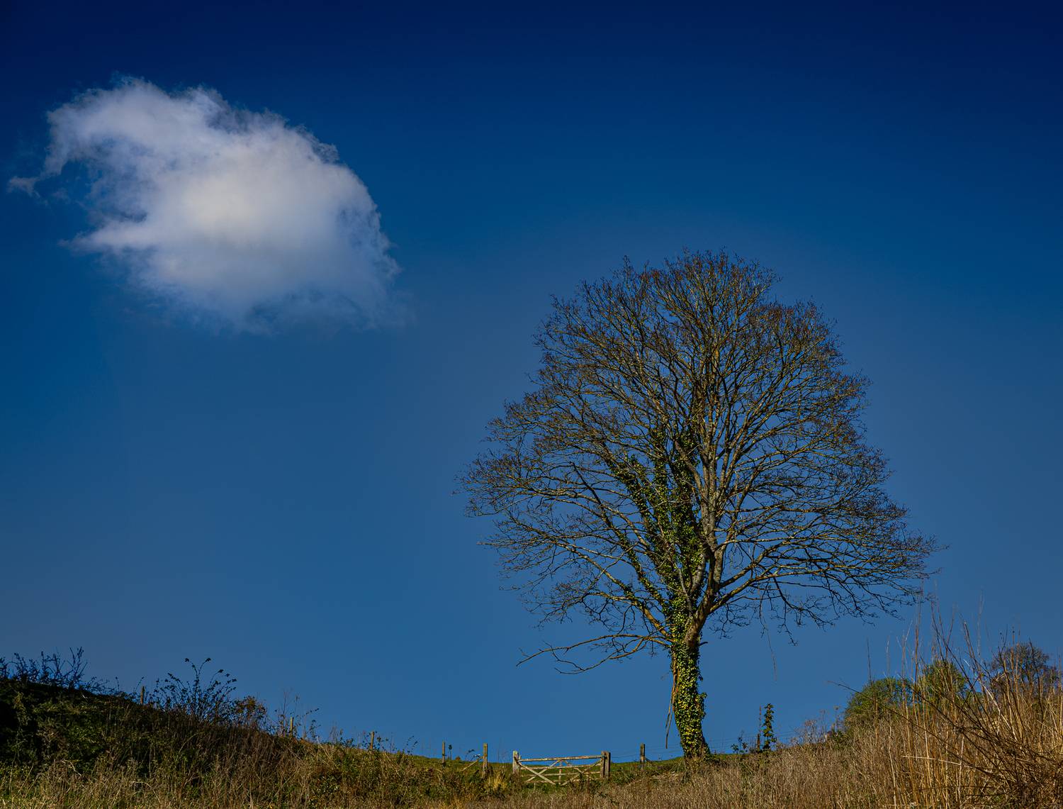 Lonely as a cloud.