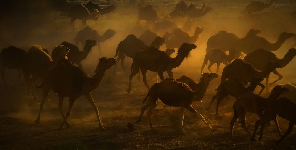 Photograph by Akhoondi Hannaneh