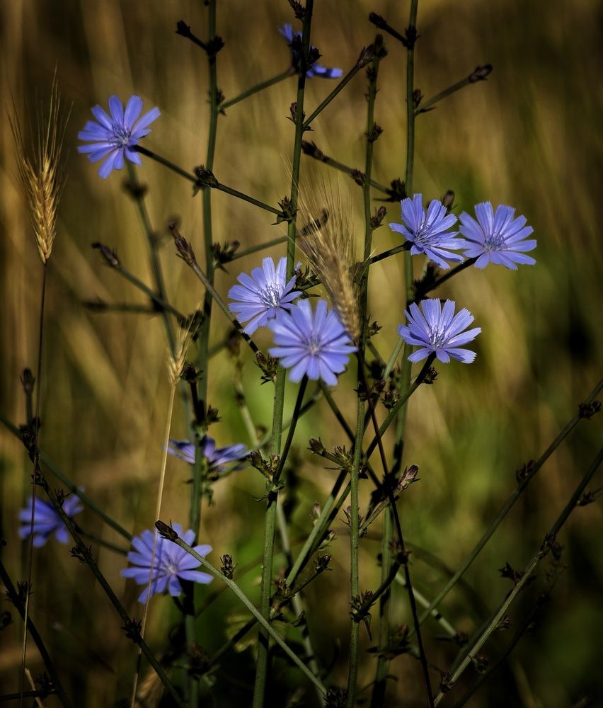 Photograph by Vasilisa the Beautiful