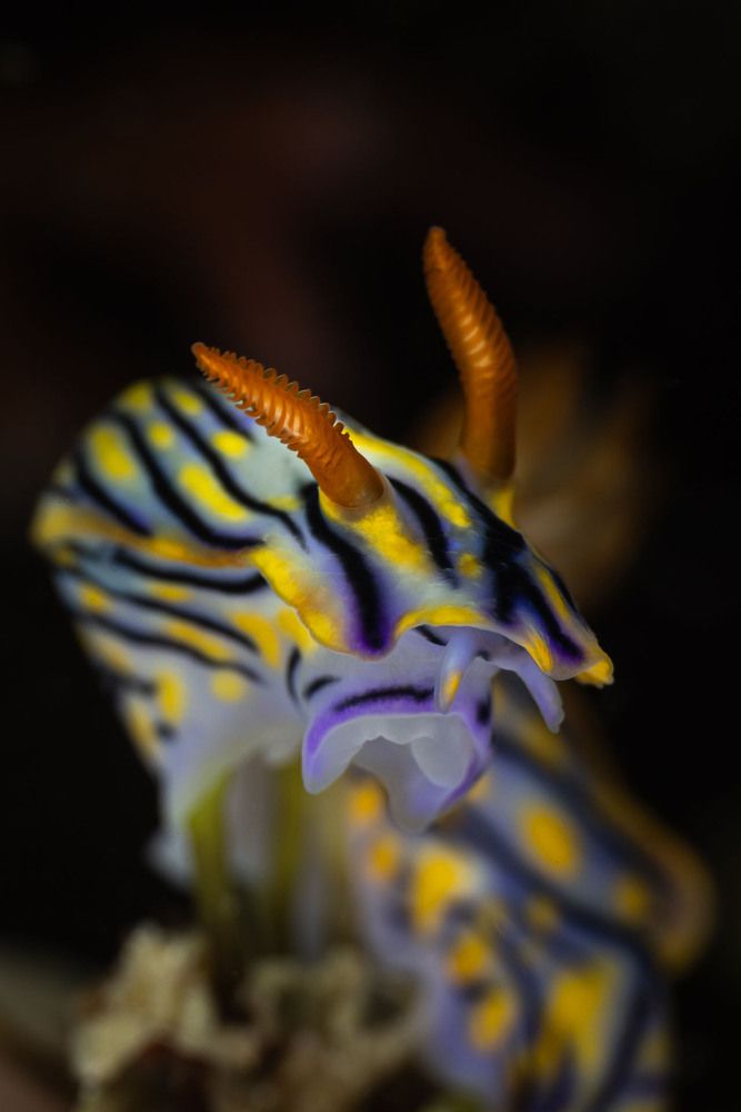 Hypselodoris infucata nudibranch_Fujairah 2026