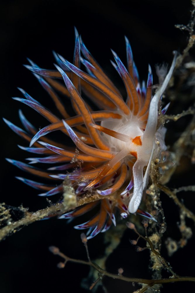 Cratena peregrina nudibranch