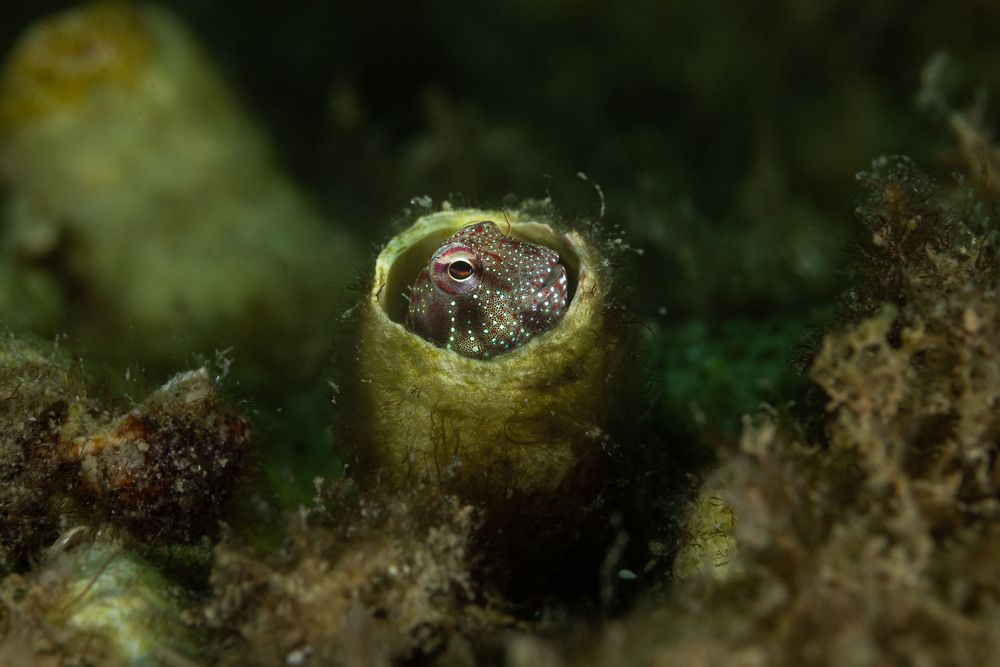 Tube blenny