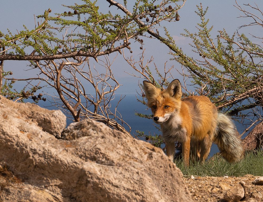 Photograph by Елена Григорович