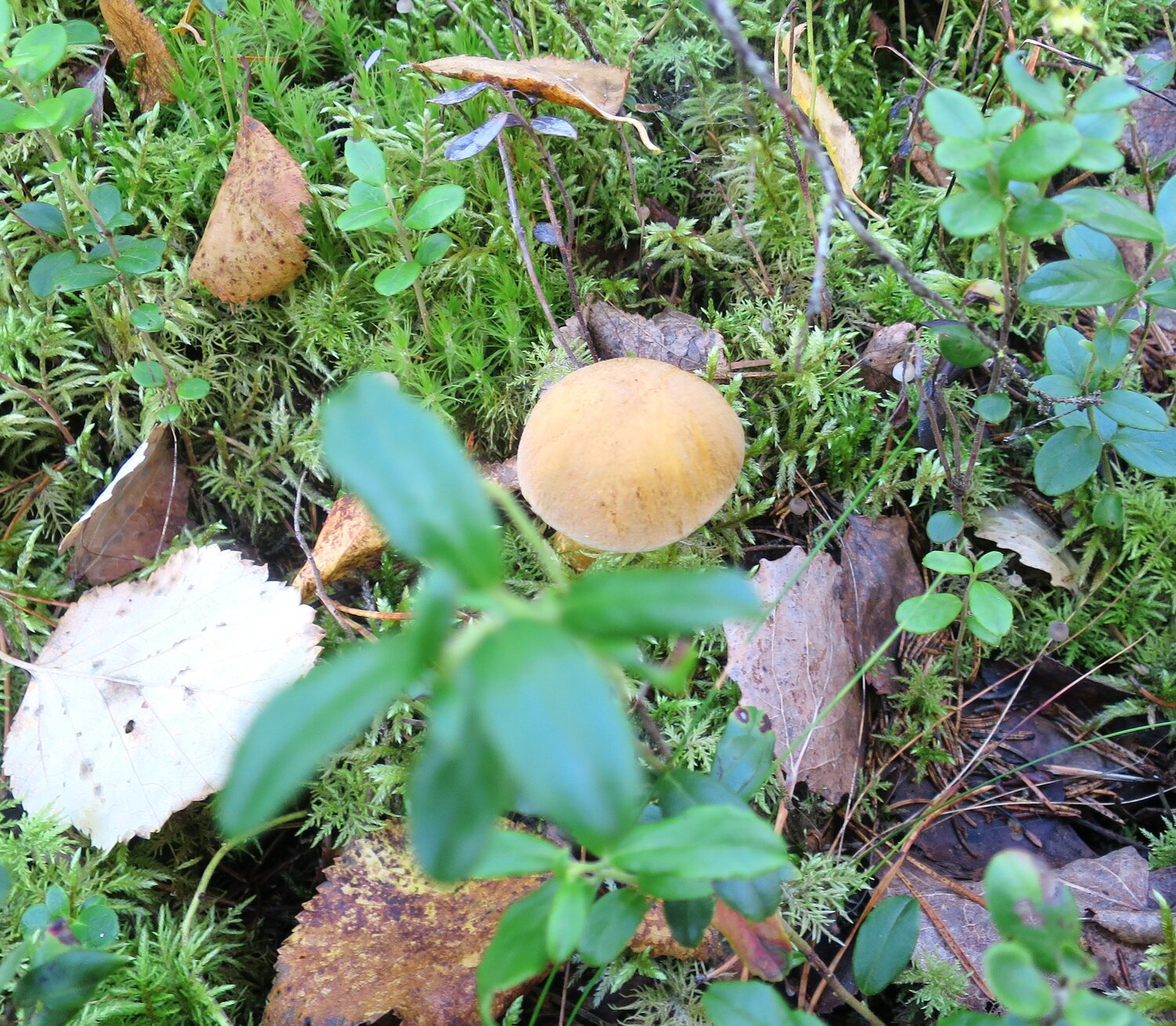 Photo #13763348