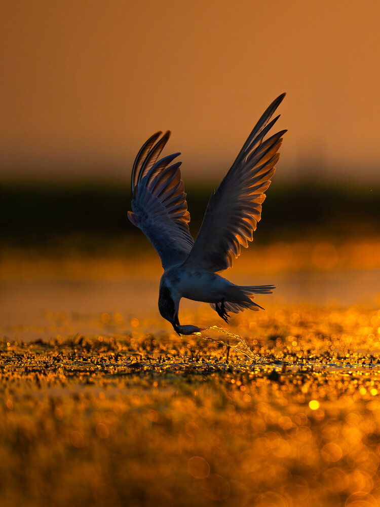 Photograph by Aritra Nath