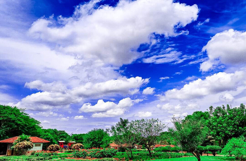 Clouds and Trees