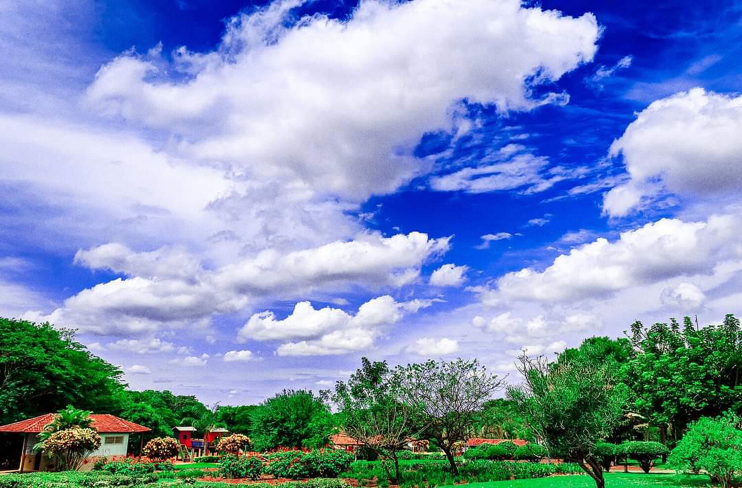 Clouds and Trees
