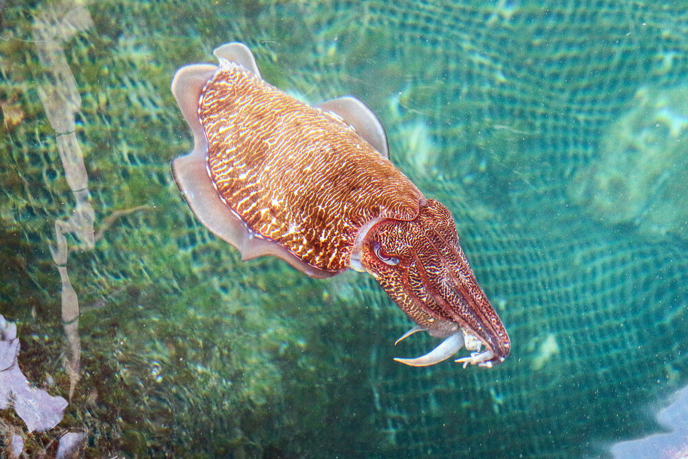 Photograph by Итонга А