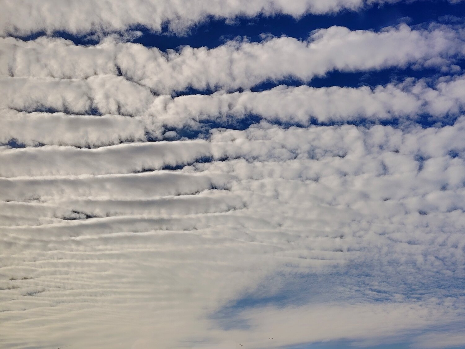 Photo #13765271