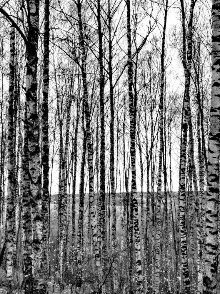 Photograph by Елена Эйнова
