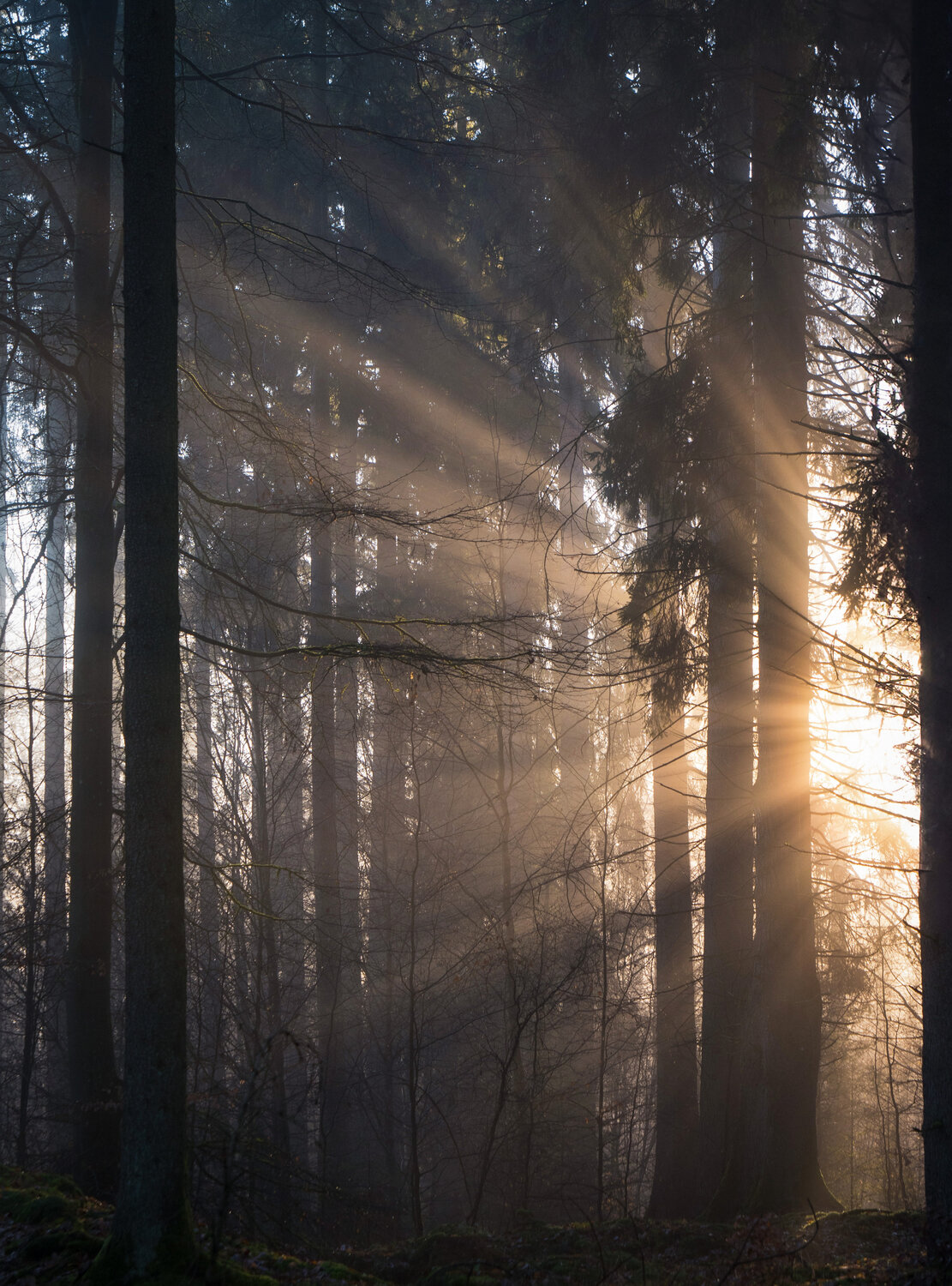 Photo #13765678