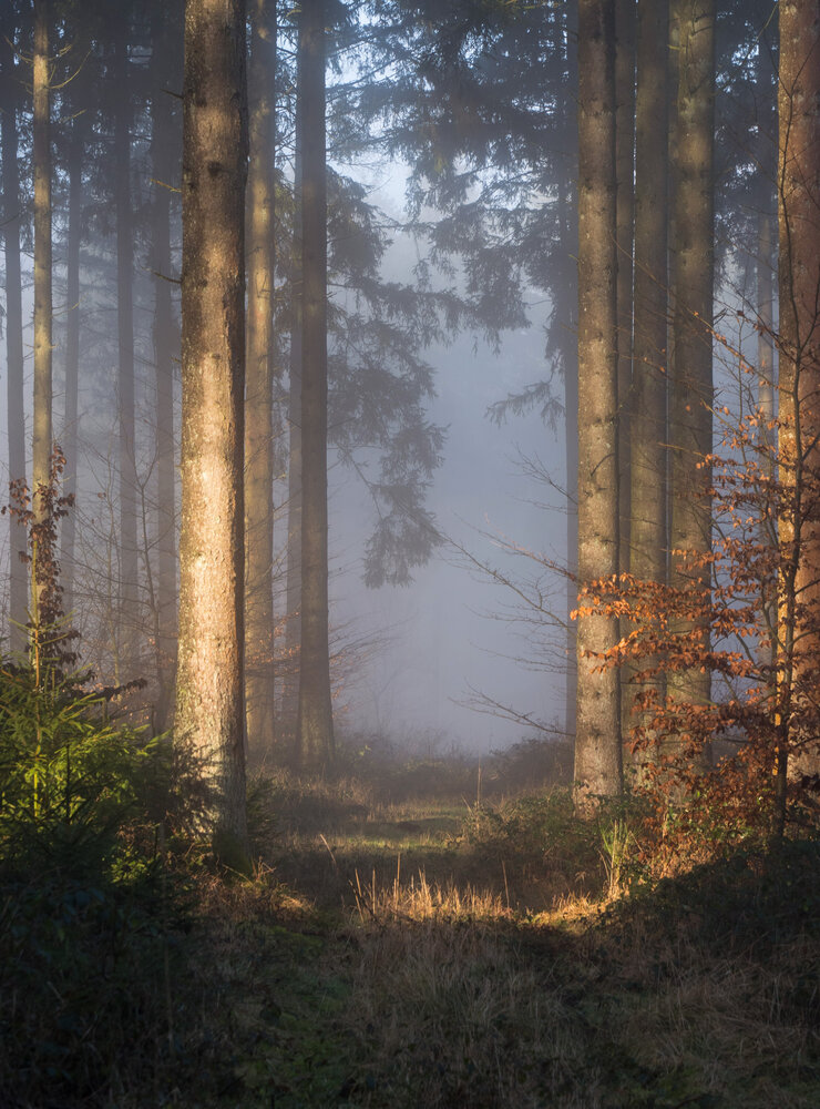Photo #13765679
