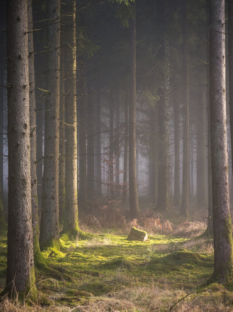 Photo #13765698