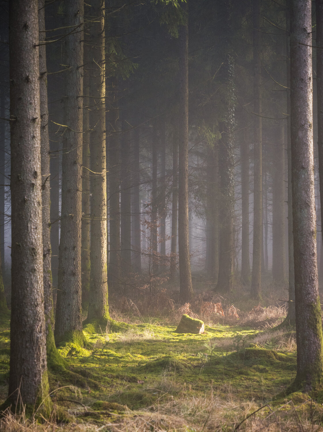 Photo #13765698