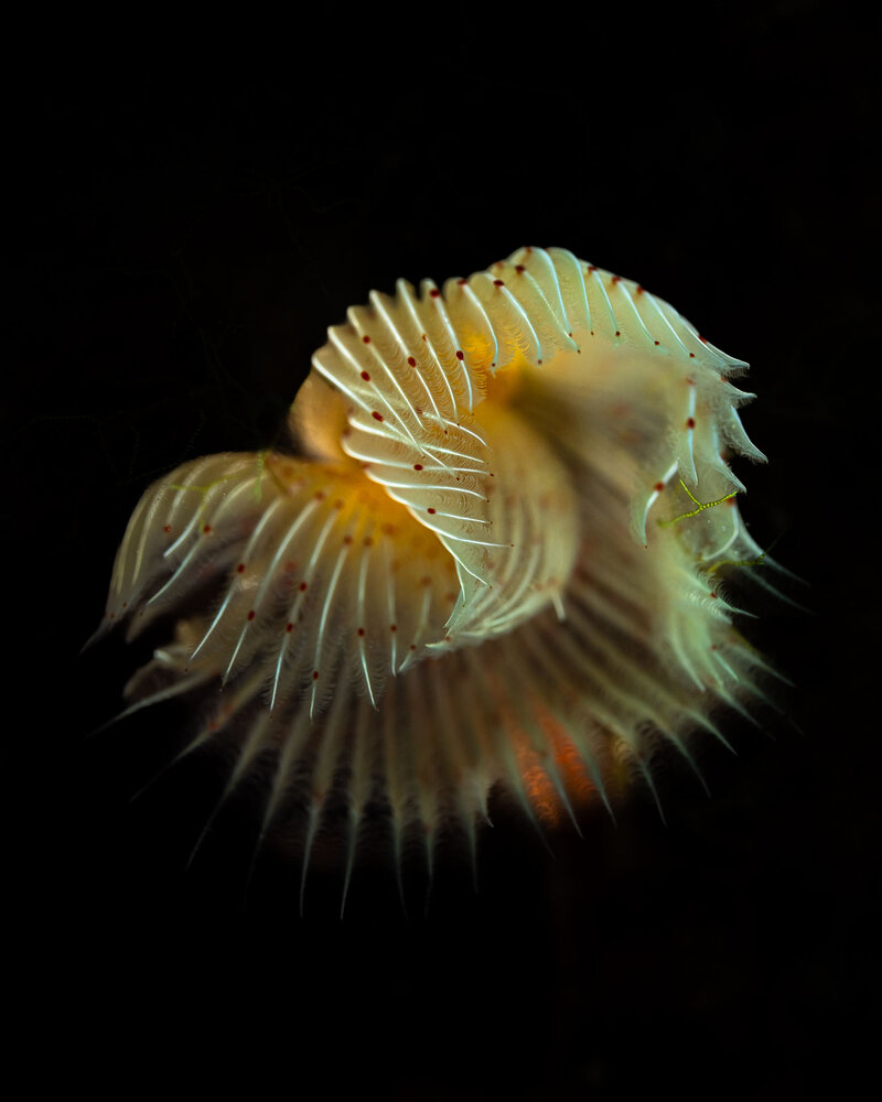 Protula tubularia