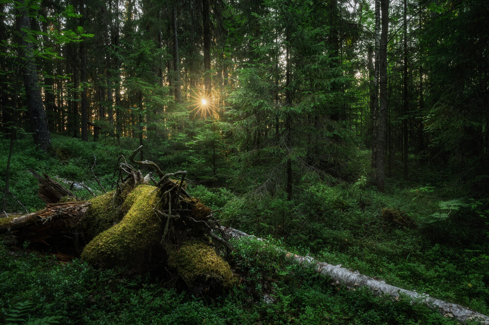 Photograph by Алексей Турчин