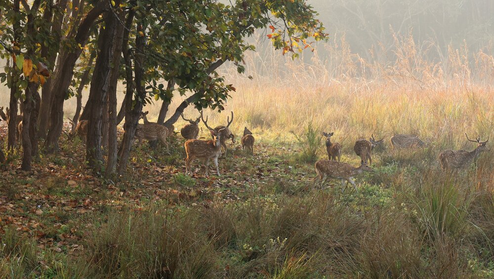 Photograph by G GOVIL