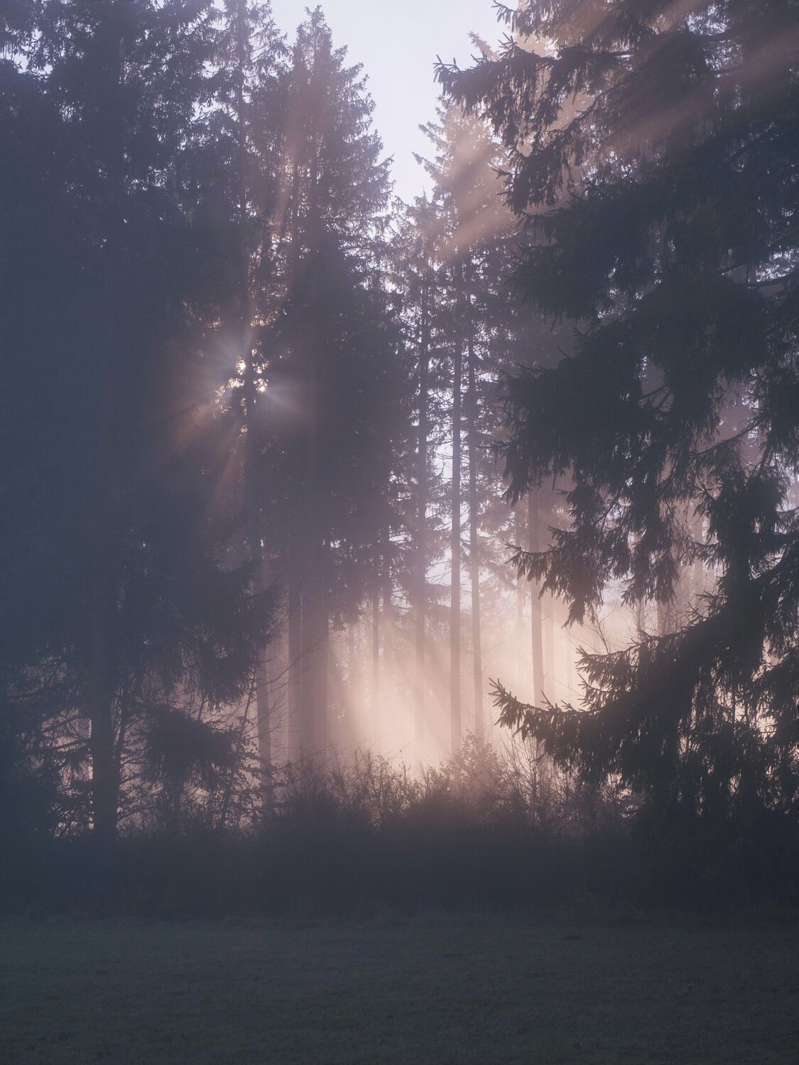 Photo #13765987