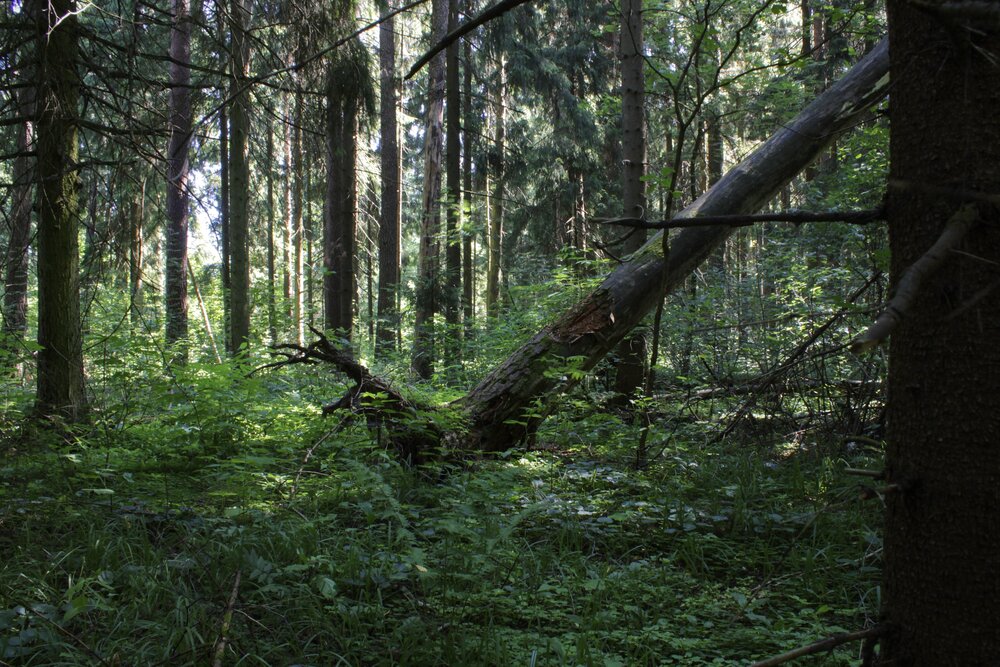 Photograph by Кира Иванова