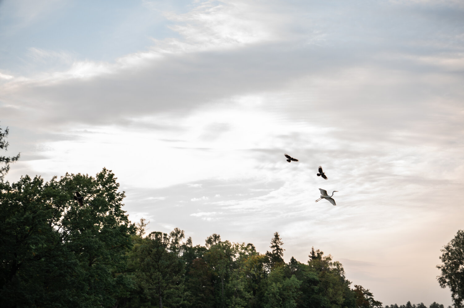 Photo #13766542
