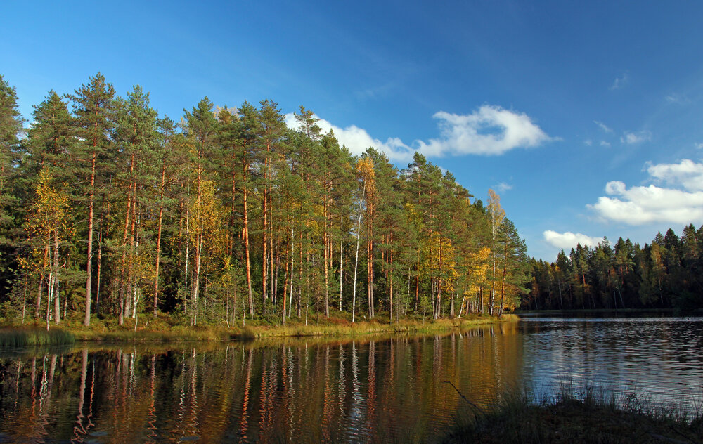 Осенний лес