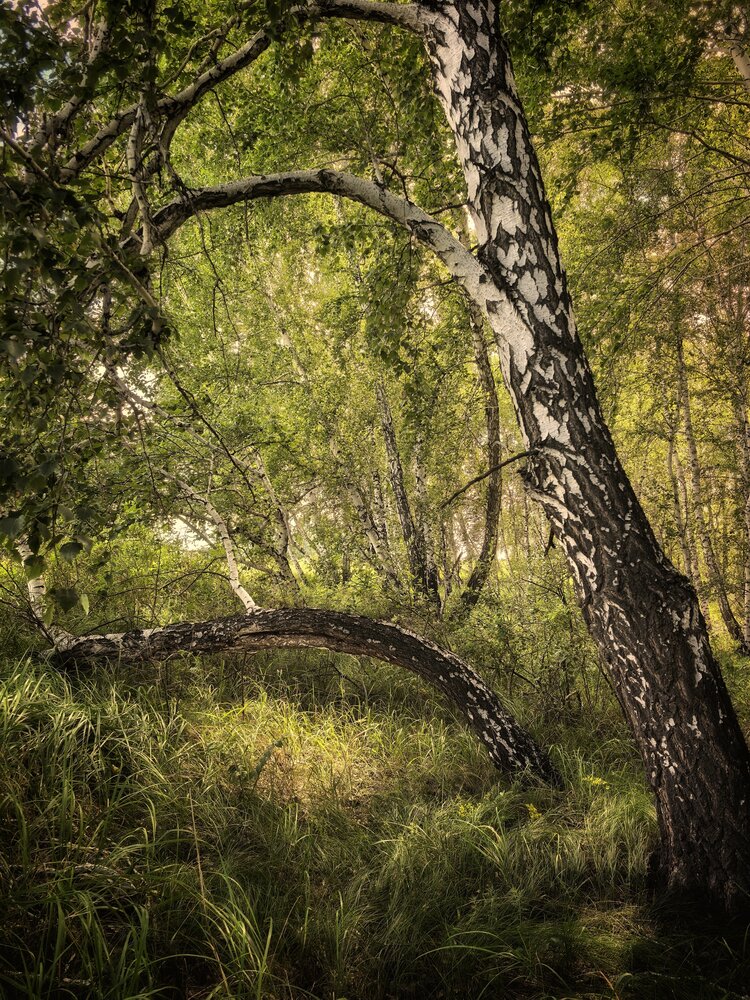 Photograph by Анна Якубинас